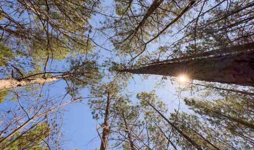 Photo #29 of SOLD property in 930 Lawson Farm Road, Roxboro, NC 176.9 acres