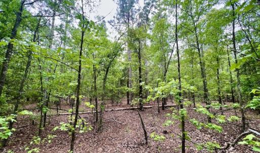 Photo #17 of SOLD property in Off Hwy 903, Snow Hill, NC 115.0 acres