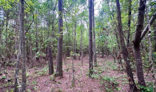 Photo #19 of SOLD property in Off Hwy 903, Snow Hill, NC 115.0 acres
