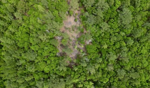 Photo #20 of SOLD property in Off Hwy 903, Snow Hill, NC 115.0 acres