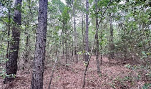 Photo #21 of SOLD property in Off Hwy 903, Snow Hill, NC 115.0 acres