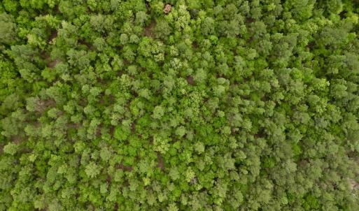 Photo #23 of SOLD property in Off Hwy 903, Snow Hill, NC 115.0 acres