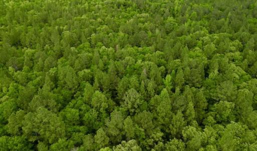 Photo #31 of SOLD property in Off Hwy 903, Snow Hill, NC 115.0 acres