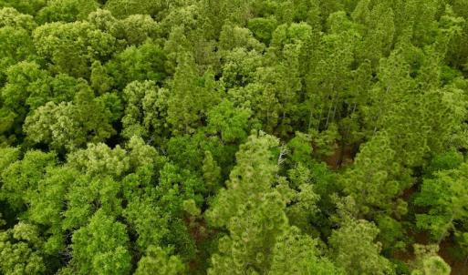 Photo #32 of SOLD property in Off Hwy 903, Snow Hill, NC 115.0 acres