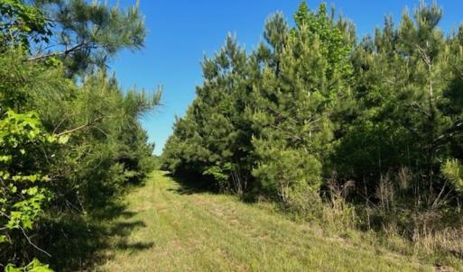 Photo #8 of Off Hwy 11 , Rose Hill, NC 12.3 acres