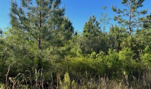 Photo #9 of Off Hwy 11 , Rose Hill, NC 12.3 acres
