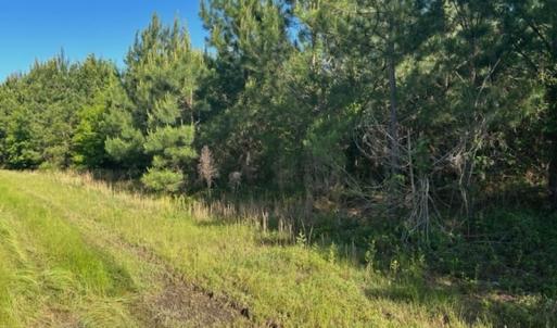 Photo #10 of Off Hwy 11 , Rose Hill, NC 12.3 acres