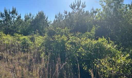 Photo #11 of Off Hwy 11 , Rose Hill, NC 12.3 acres