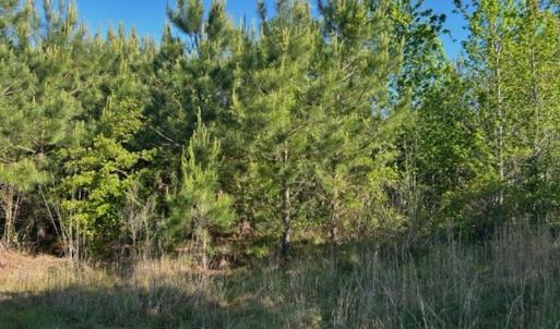 Photo #12 of Off Hwy 11 , Rose Hill, NC 12.3 acres