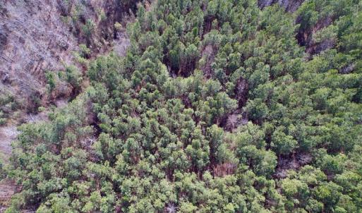 Photo #23 of Off Highway 58, Warrenton , NC 58.8 acres