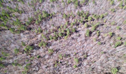 Photo #24 of Off Highway 58, Warrenton , NC 58.8 acres