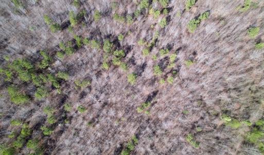 Photo #25 of Off Highway 58, Warrenton , NC 58.8 acres