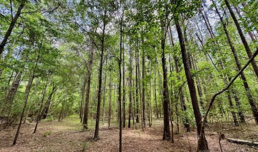 Photo #12 of SOLD property in Off Wilcox Lane, Vanceboro, NC 57.8 acres