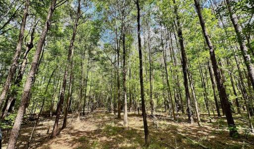 Photo #14 of SOLD property in Off Wilcox Lane, Vanceboro, NC 57.8 acres
