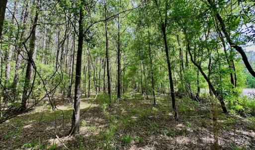 Photo #16 of SOLD property in Off Wilcox Lane, Vanceboro, NC 57.8 acres