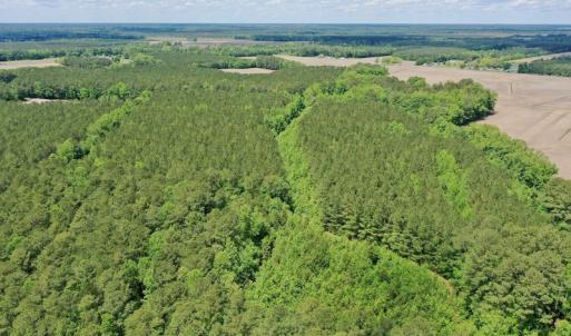 Photo #17 of SOLD property in Off Wilcox Lane, Vanceboro, NC 57.8 acres