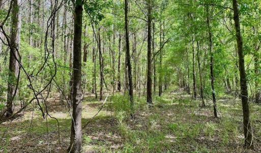 Photo #18 of SOLD property in Off Wilcox Lane, Vanceboro, NC 57.8 acres
