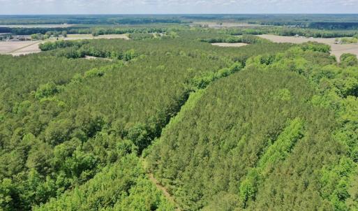 Photo #19 of SOLD property in Off Wilcox Lane, Vanceboro, NC 57.8 acres