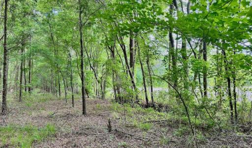 Photo #20 of SOLD property in Off Wilcox Lane, Vanceboro, NC 57.8 acres