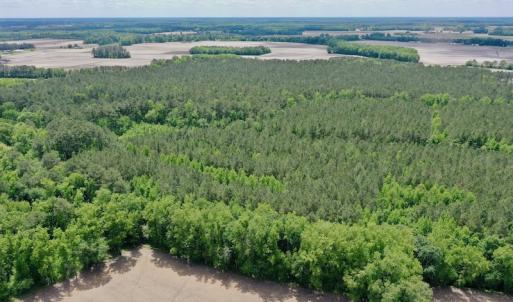 Photo #21 of SOLD property in Off Wilcox Lane, Vanceboro, NC 57.8 acres