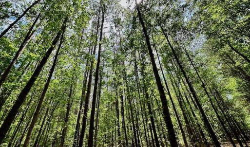 Photo #24 of SOLD property in Off Wilcox Lane, Vanceboro, NC 57.8 acres