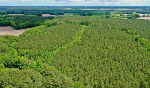 Photo #26 of SOLD property in Off Wilcox Lane, Vanceboro, NC 57.8 acres