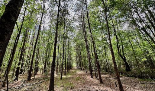 Photo #27 of SOLD property in Off Wilcox Lane, Vanceboro, NC 57.8 acres