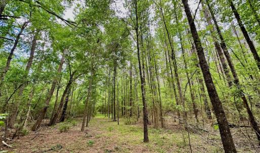 Photo #29 of SOLD property in Off Wilcox Lane, Vanceboro, NC 57.8 acres