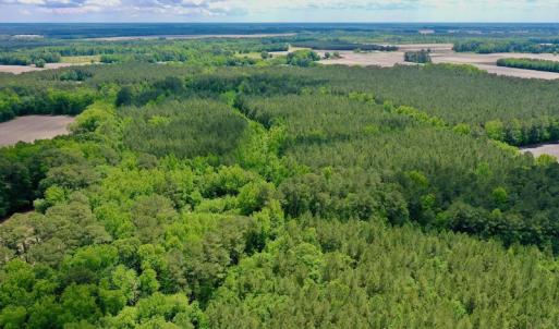 Photo #4 of SOLD property in Off Wilcox Lane, Vanceboro, NC 57.8 acres