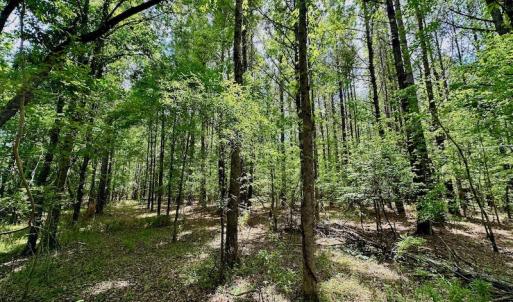 Photo #33 of SOLD property in Off Wilcox Lane, Vanceboro, NC 57.8 acres