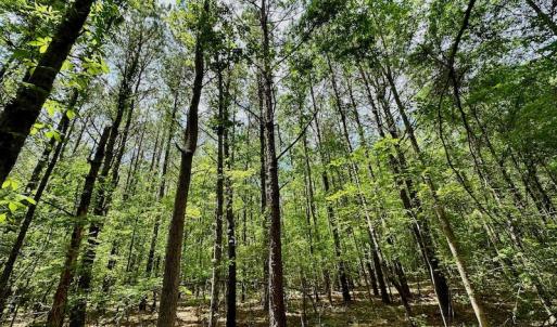 Photo #37 of SOLD property in Off Wilcox Lane, Vanceboro, NC 57.8 acres