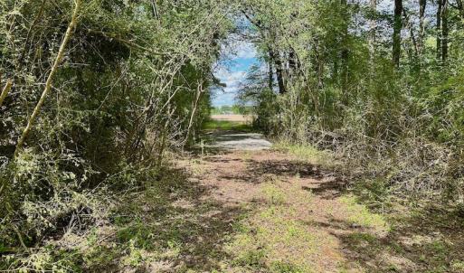 Photo #5 of SOLD property in Off Wilcox Lane, Vanceboro, NC 57.8 acres