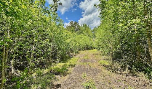 Photo #7 of SOLD property in Off Wilcox Lane, Vanceboro, NC 57.8 acres