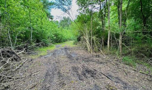 Photo #9 of SOLD property in Off Wilcox Lane, Vanceboro, NC 57.8 acres