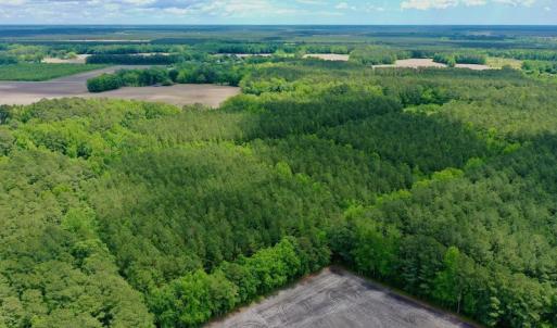 Photo #10 of SOLD property in Off Wilcox Lane, Vanceboro, NC 57.8 acres