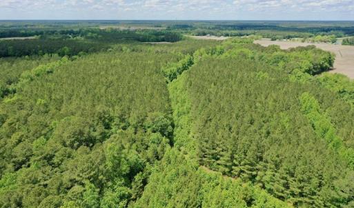 Photo #40 of SOLD property in Off Wilcox Lane, Vanceboro, NC 57.8 acres