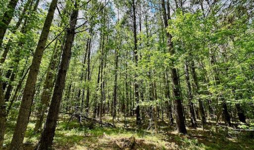 Photo #41 of SOLD property in Off Wilcox Lane, Vanceboro, NC 57.8 acres