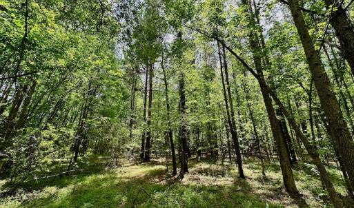 Photo #43 of SOLD property in Off Wilcox Lane, Vanceboro, NC 57.8 acres