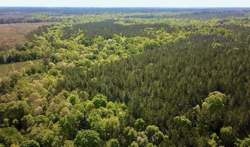 Photo #13 of SOLD property in Off Hobbs Rd., Emporia, VA 70.0 acres