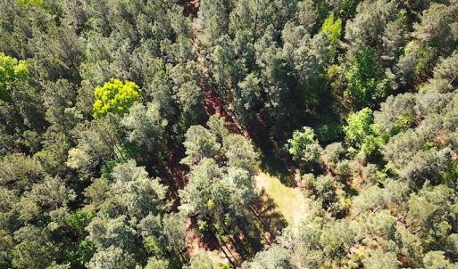 Photo #14 of SOLD property in Off Hobbs Rd., Emporia, VA 70.0 acres