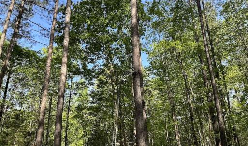 Photo #16 of SOLD property in Off Hobbs Rd., Emporia, VA 70.0 acres