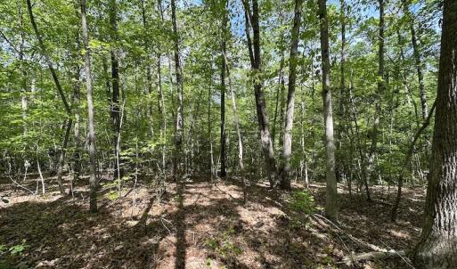 Photo #27 of SOLD property in Off Hobbs Rd., Emporia, VA 70.0 acres