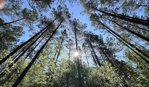 Photo #7 of SOLD property in Off Hobbs Rd., Emporia, VA 70.0 acres
