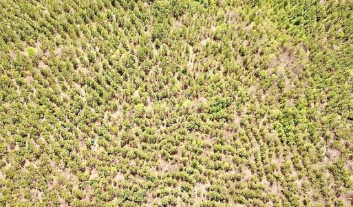 Photo #10 of SOLD property in Off Doyles Lake Rd, Emporia, VA 74.3 acres
