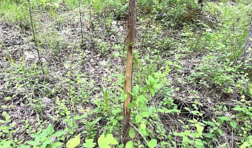 Photo #11 of SOLD property in Off Doyles Lake Rd, Emporia, VA 74.3 acres