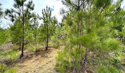 Photo #14 of SOLD property in Off Doyles Lake Rd, Emporia, VA 74.3 acres