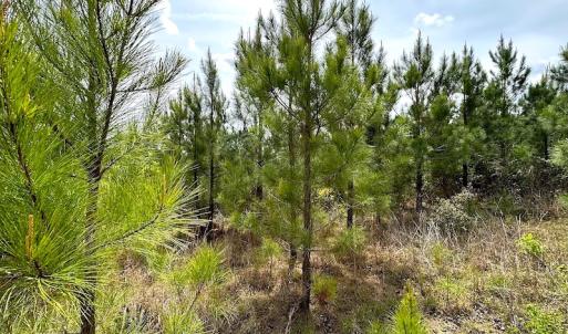 Photo #15 of SOLD property in Off Doyles Lake Rd, Emporia, VA 74.3 acres