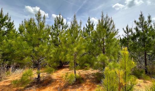 Photo #16 of SOLD property in Off Doyles Lake Rd, Emporia, VA 74.3 acres