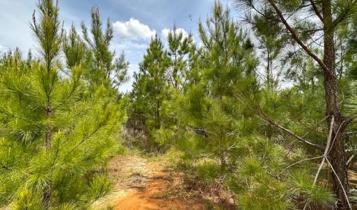 Photo #17 of SOLD property in Off Doyles Lake Rd, Emporia, VA 74.3 acres