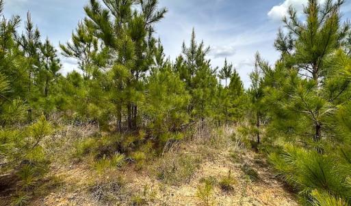 Photo #18 of SOLD property in Off Doyles Lake Rd, Emporia, VA 74.3 acres
